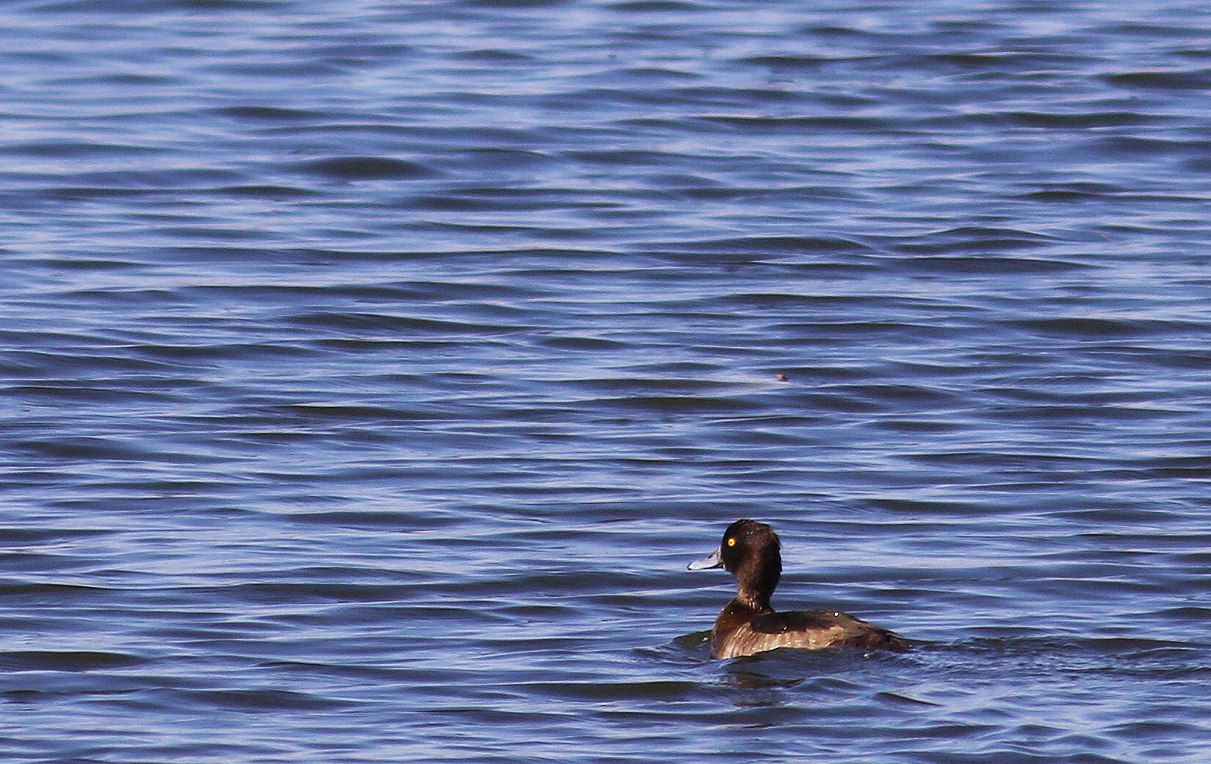 Tufted Duck